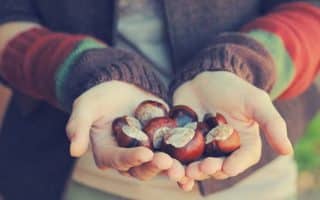 cinco propiedades de la castaña