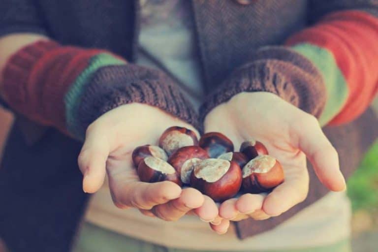 propiedades de las castañas