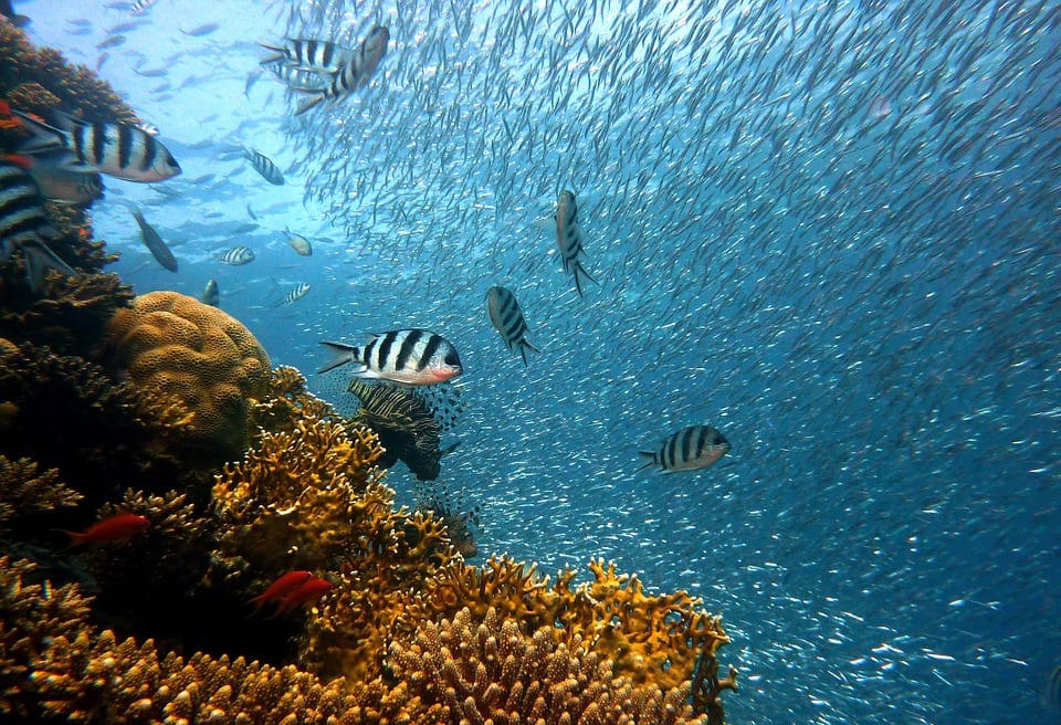 peces del mediterráneo