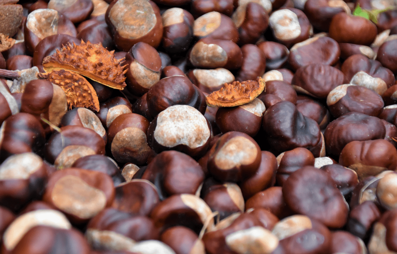 Alimentos de otoño: ¿cuáles son y qué propiedades tienen?