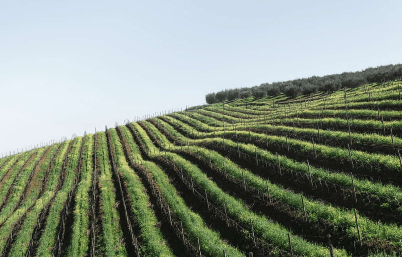 vinos mediterraneos, todo lo que debes saber