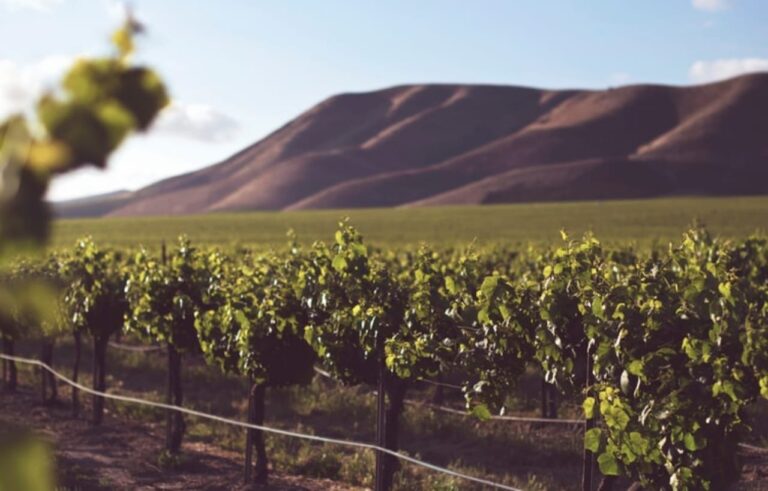vinos mediterraneos, todo lo que debes saber
