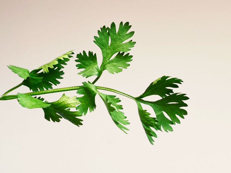 propiedades del perejil