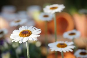 recetas para primavera
