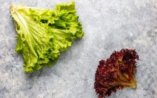 tipos de lechuga y cómo cocinarlos
